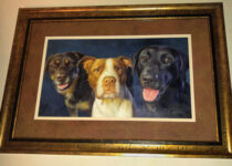 Dogs portrait from photo